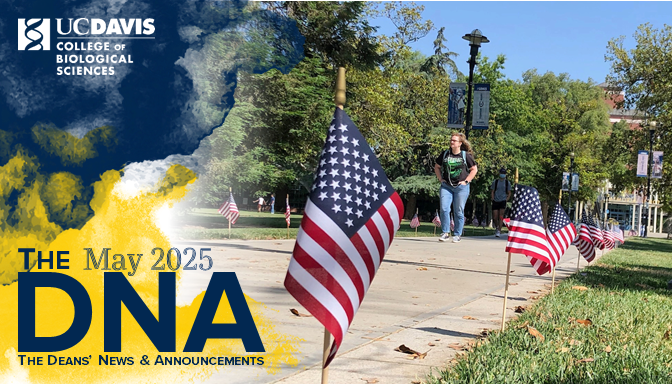 May 2025 DNA - The Deans' News and Announcements - Image of a person walking amid flags lining the MU Quad at UC Davis