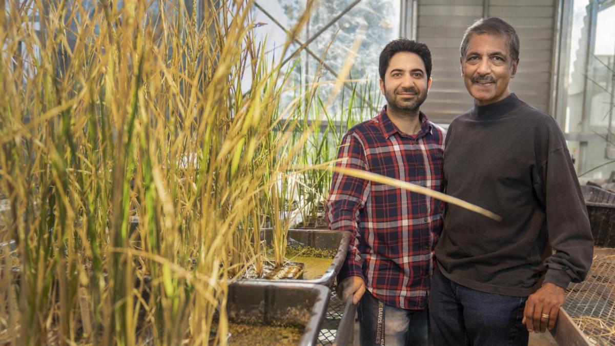 UC Davis plant biologists Venkatesan Sundaresan pictured on the right and Imtiyaz Khanday pictured on the left standing next to a sample of self cloning crops