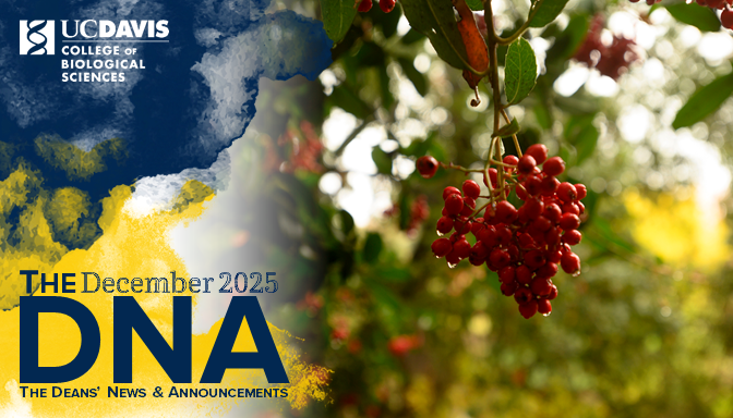Cover image for the December 2025 edition of the CBS Deans News and Announcements featuring red berries on the branch of a tree in the UC Davis Arboretum