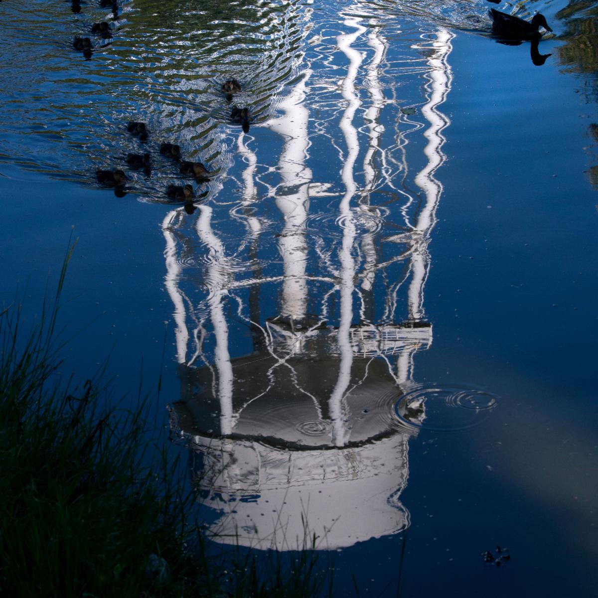 Reflection of the UC Davis water tower in Putah Creek with ducklings swimming across the pond