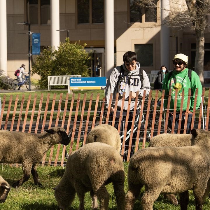 Image of UC Davis students looking at a herd of sheep grazing on the campus