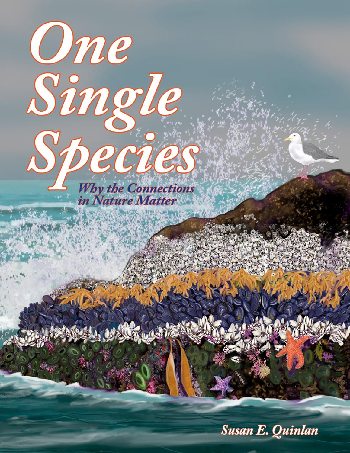 Tide crashes against a rocky outcrop covered in barnacles and other sea life