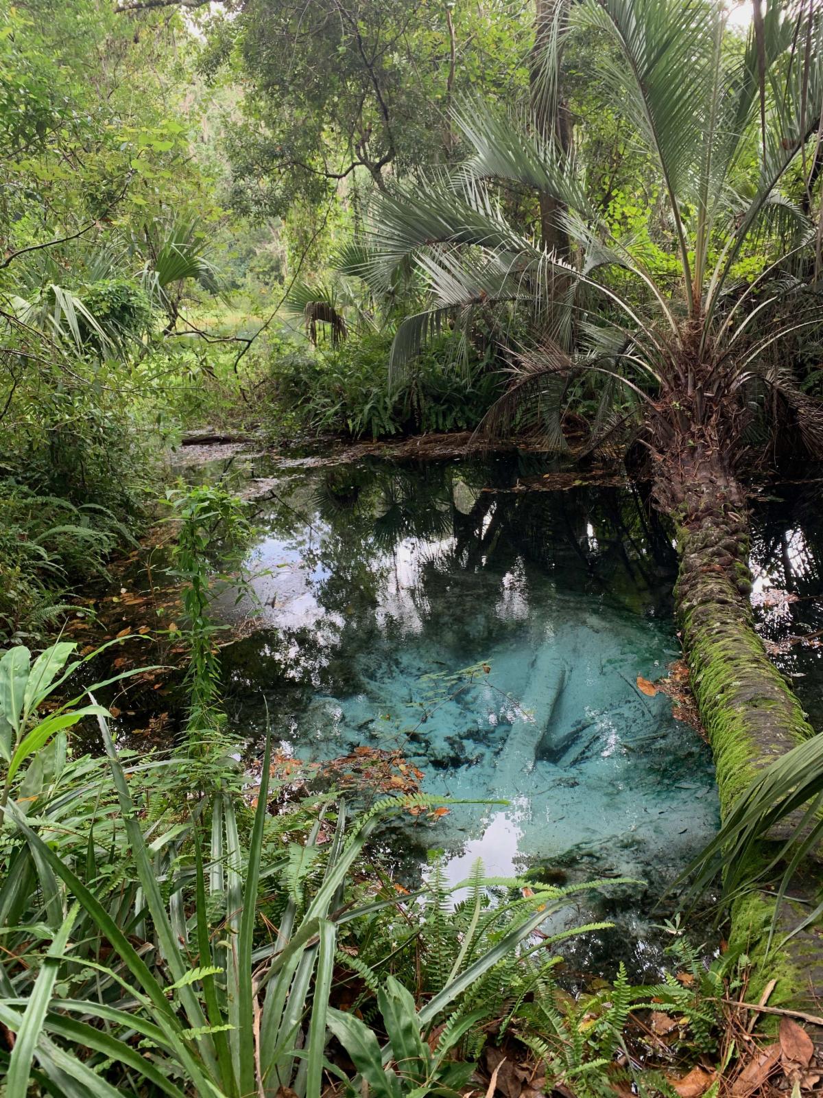 Rainbow Springs 2.jpg