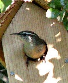 Nuthatch