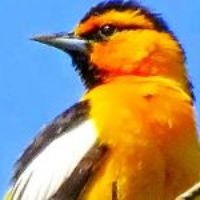 Bullocks Oriole