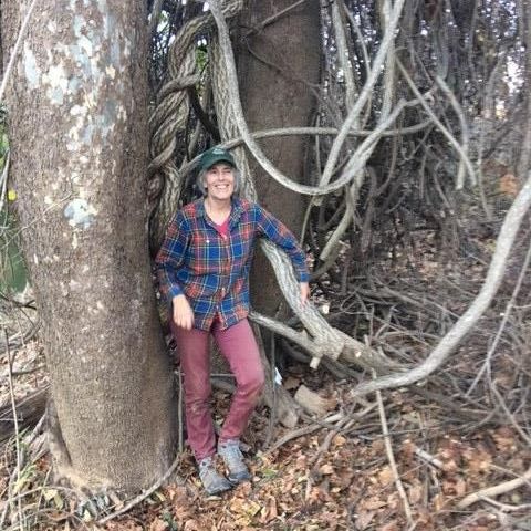 darden towe tree removal 2024