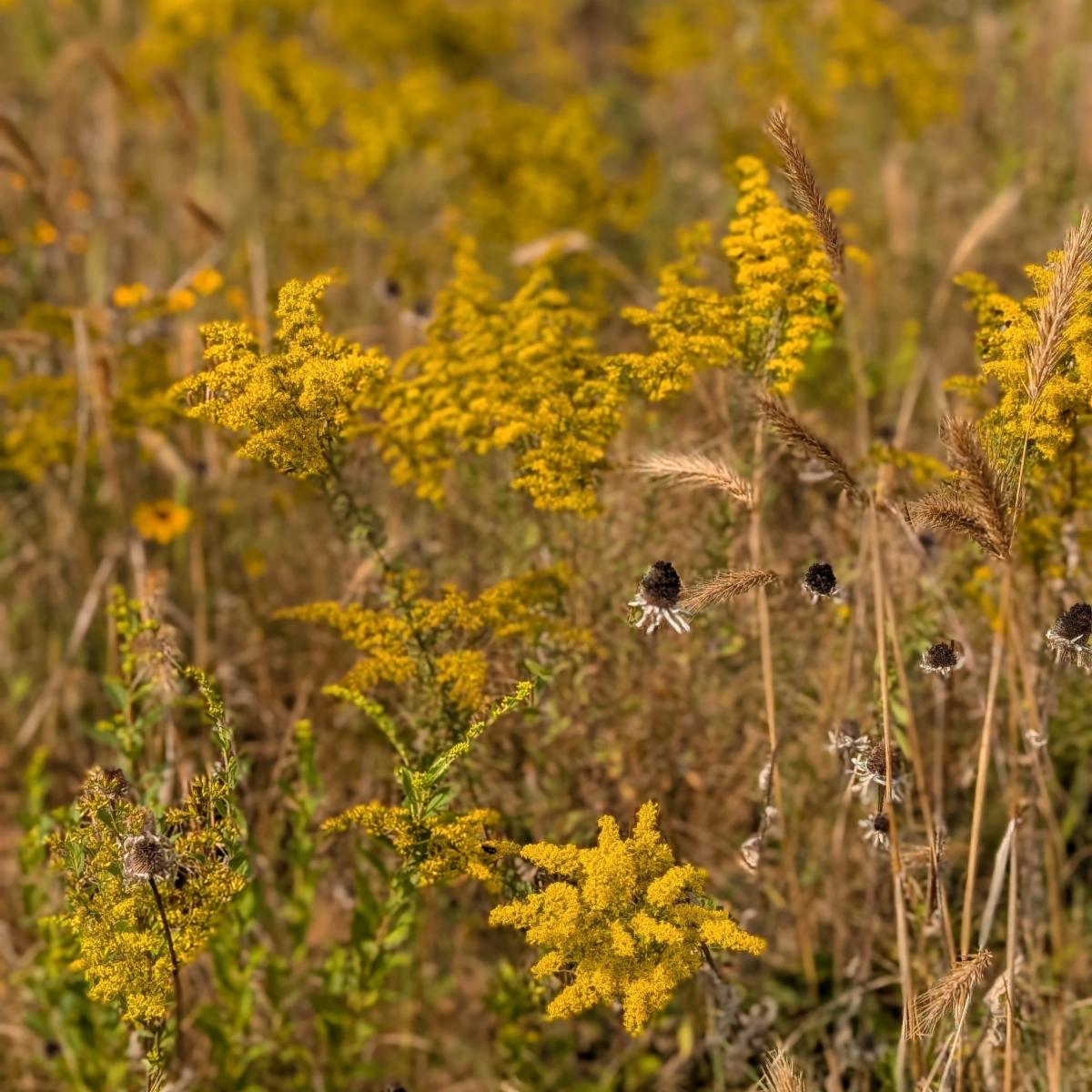 Darden Towe Bioblitz September 2025