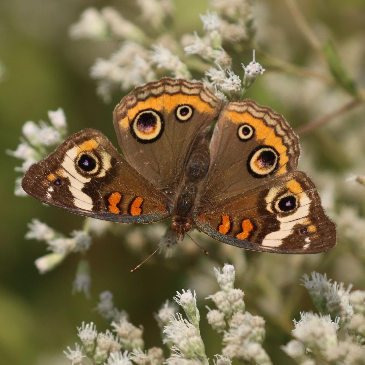Darden Towe Bioblitz September 2025