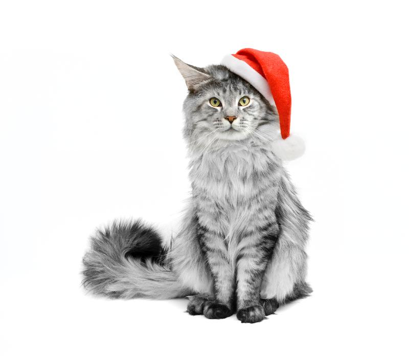 Cat with Santa hat