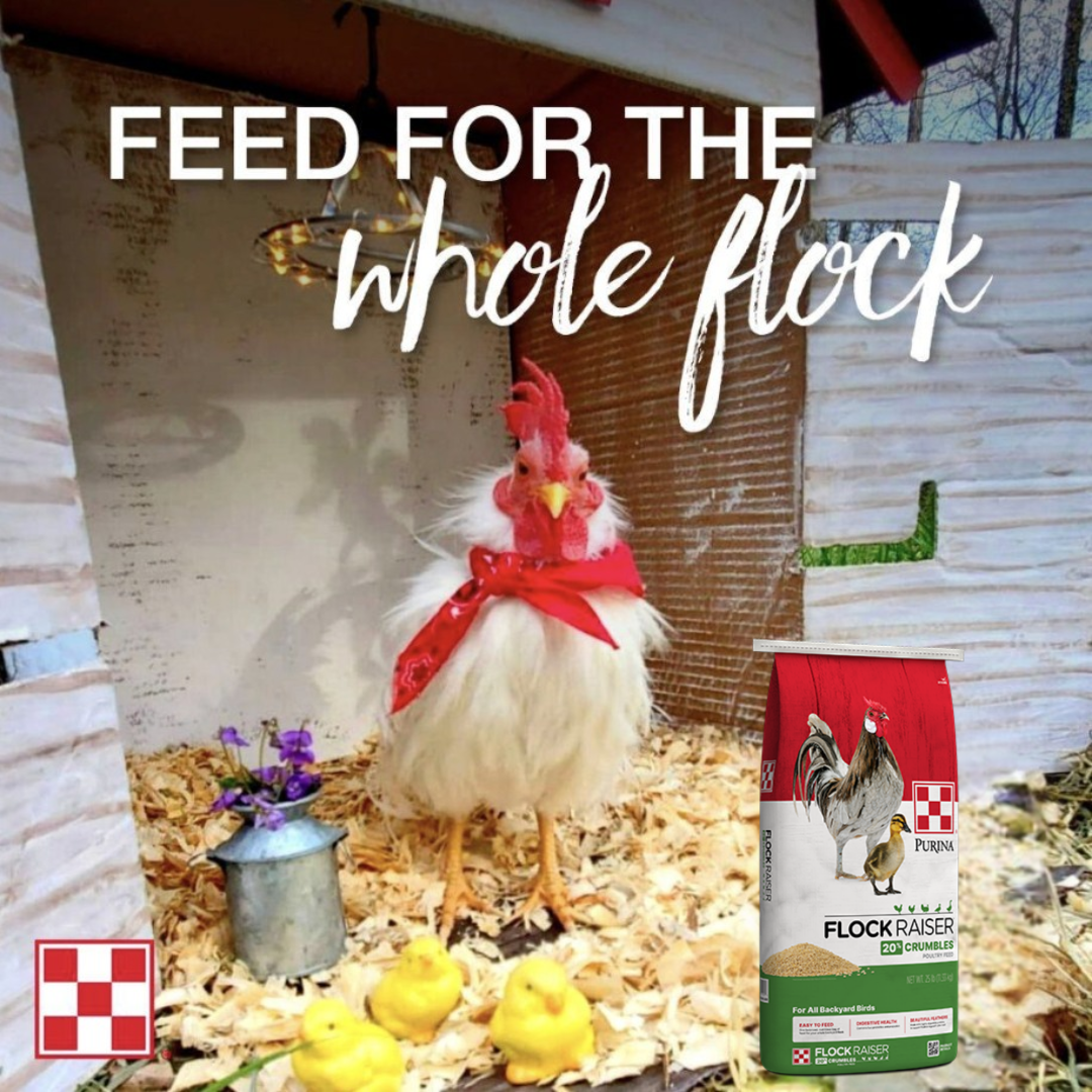 chicken wearing bandana with bag of product