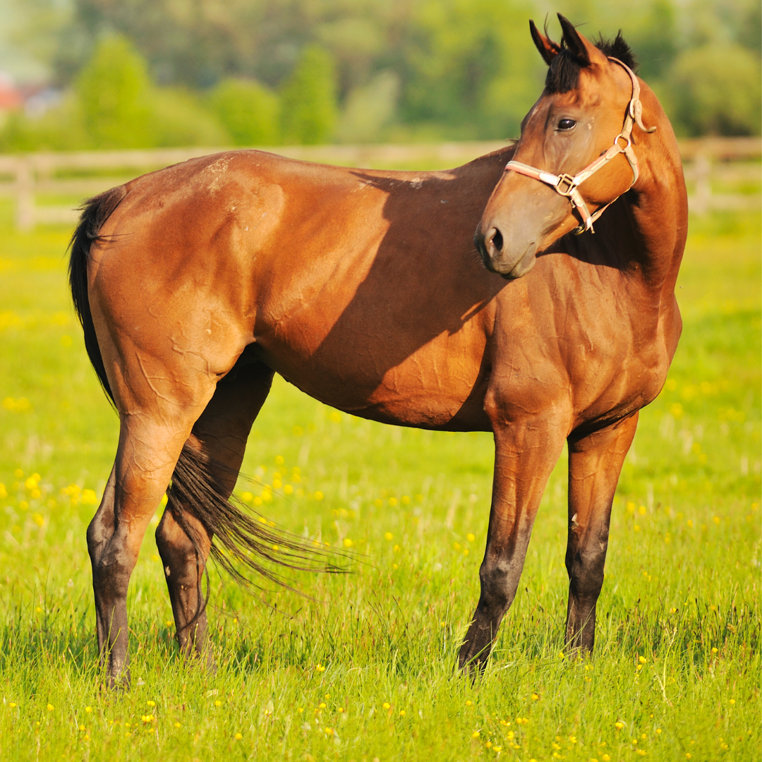 Horse in spring pasture