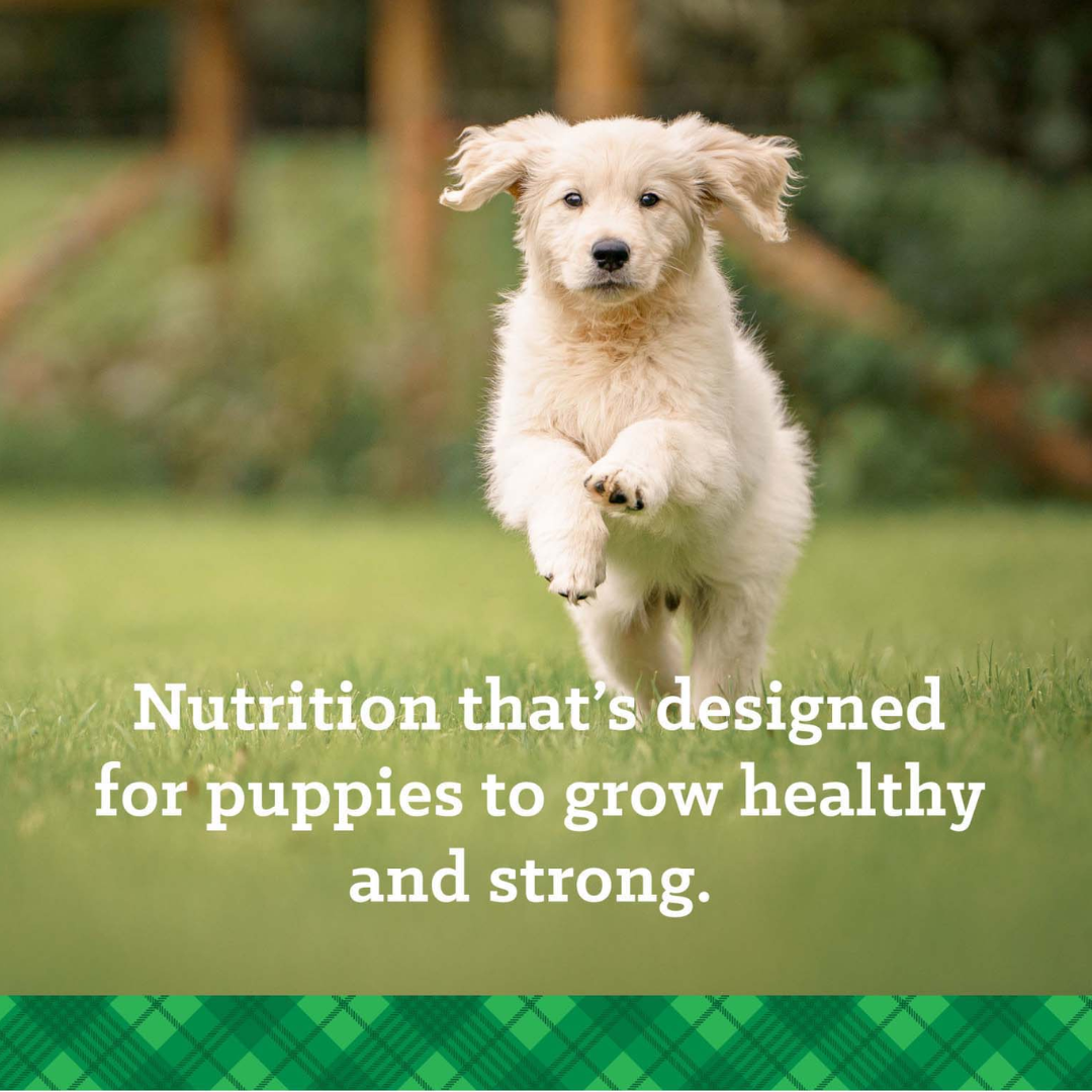 Photo of golden retriever puppy jumping through grass.