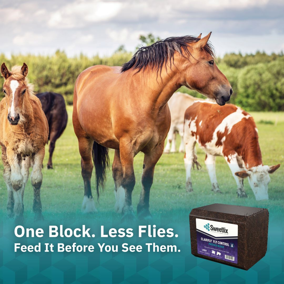 SWEETLIX ClariFly Pressed Blocks pictured with horses 