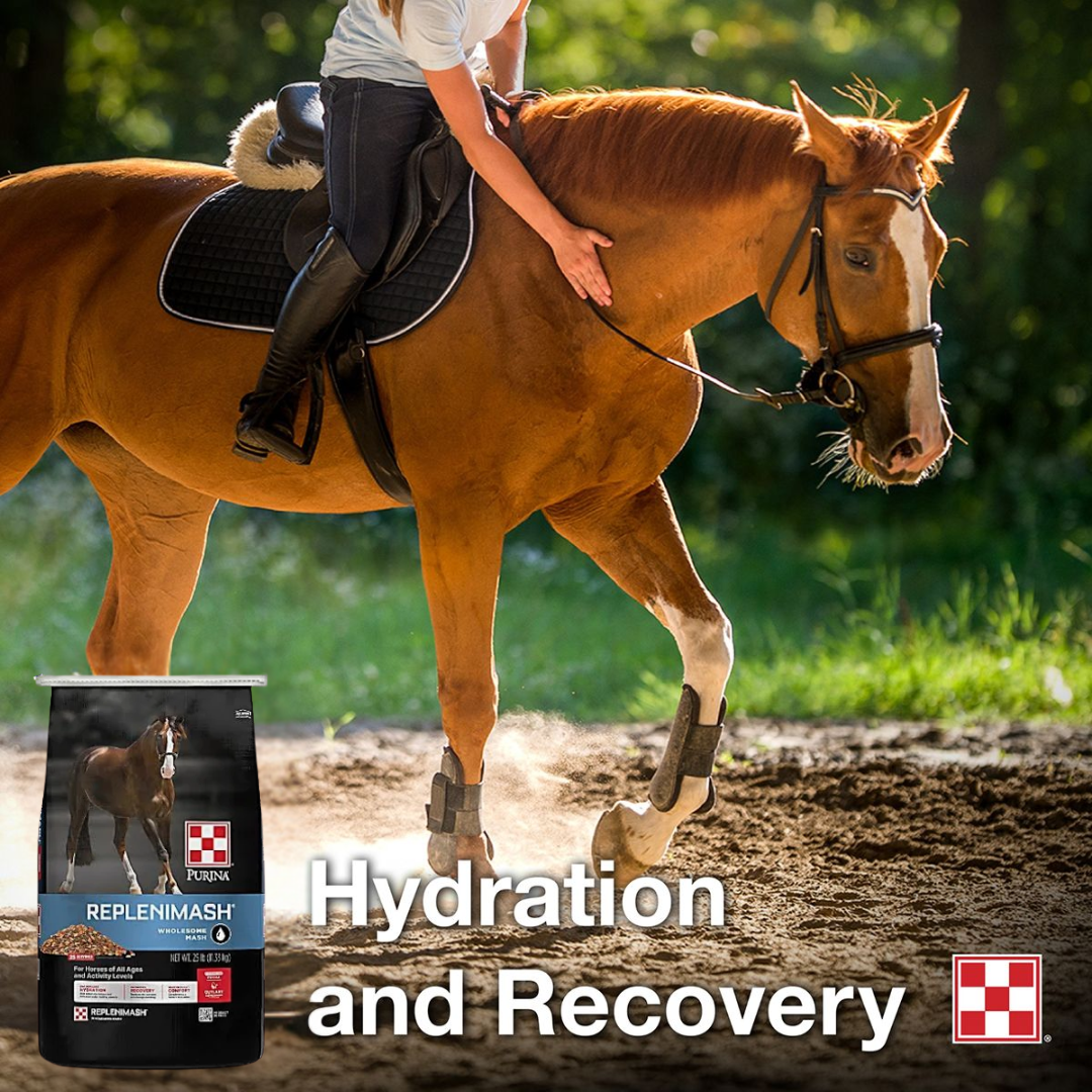 Photo of rider on horse next to a baf of Replenimash - text says "Hydration and recovery"