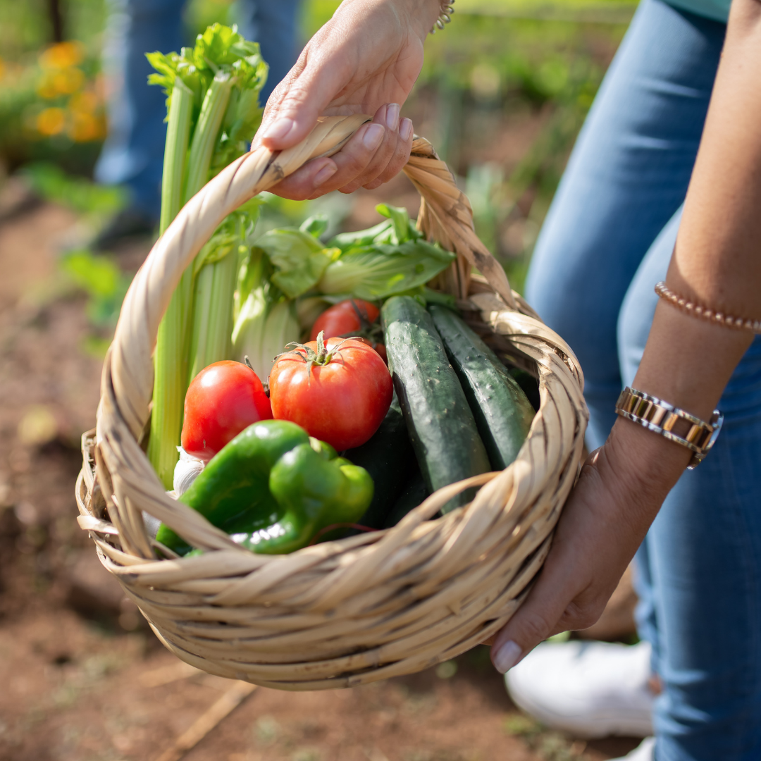 Basket of fresh vegetables, tomatoes, cucumbers and celery. 