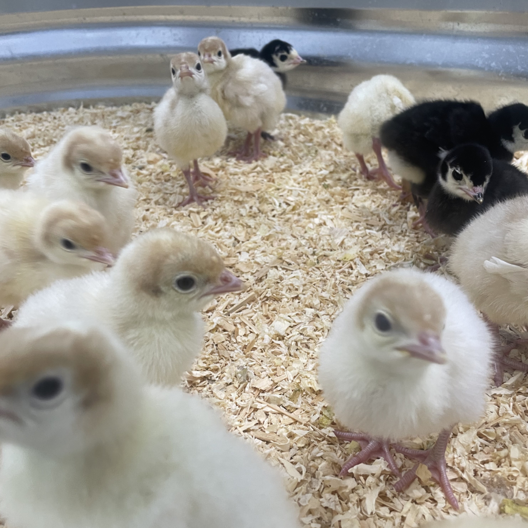 Photo of yellow and black chicks close up!