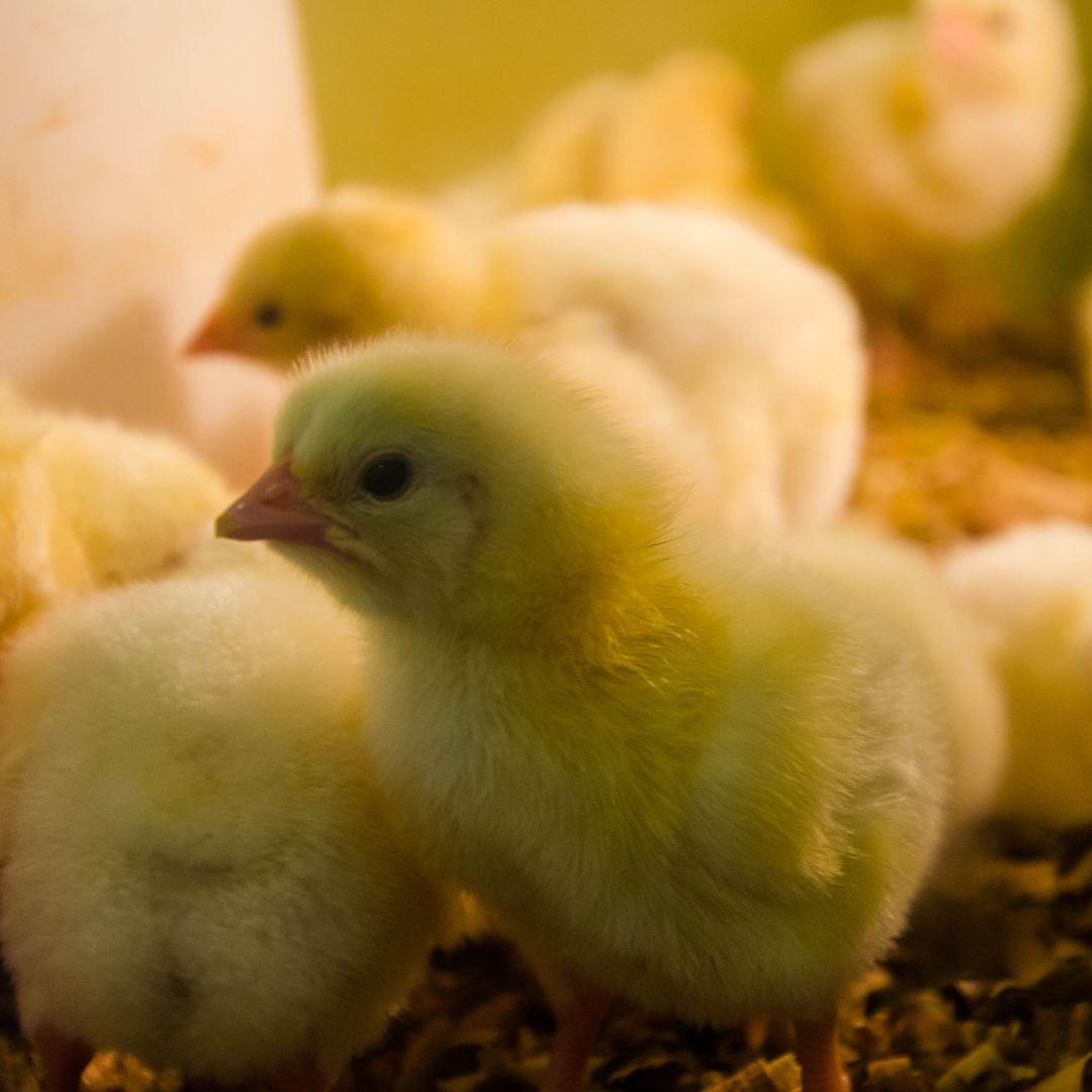 Cute yellow chick pictured