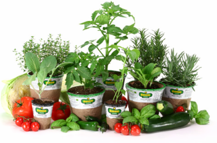 Selection of Bonnie Plants