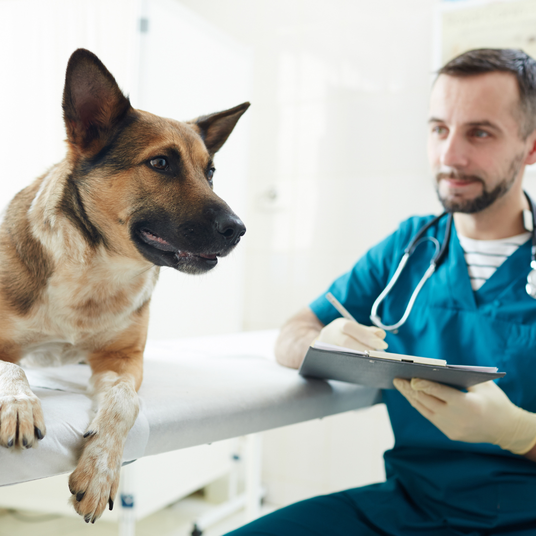 German Shepard next to a vet tech