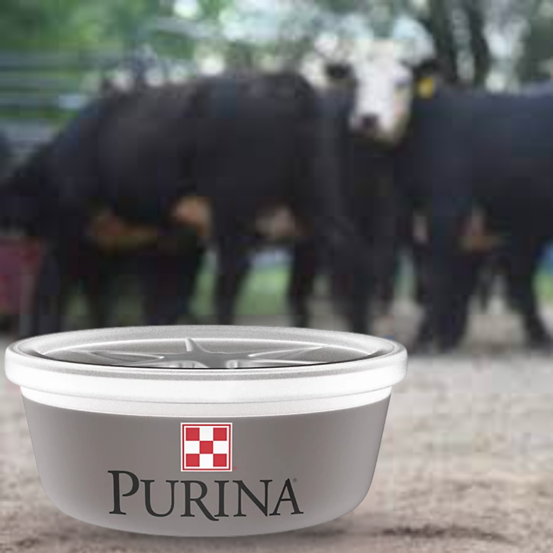 tub with cattle in the back