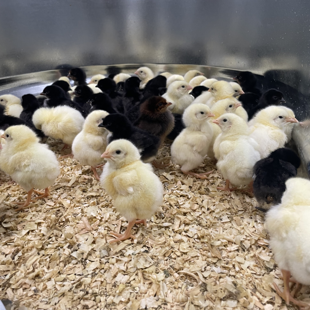 Photo of cute yellow and black chicks