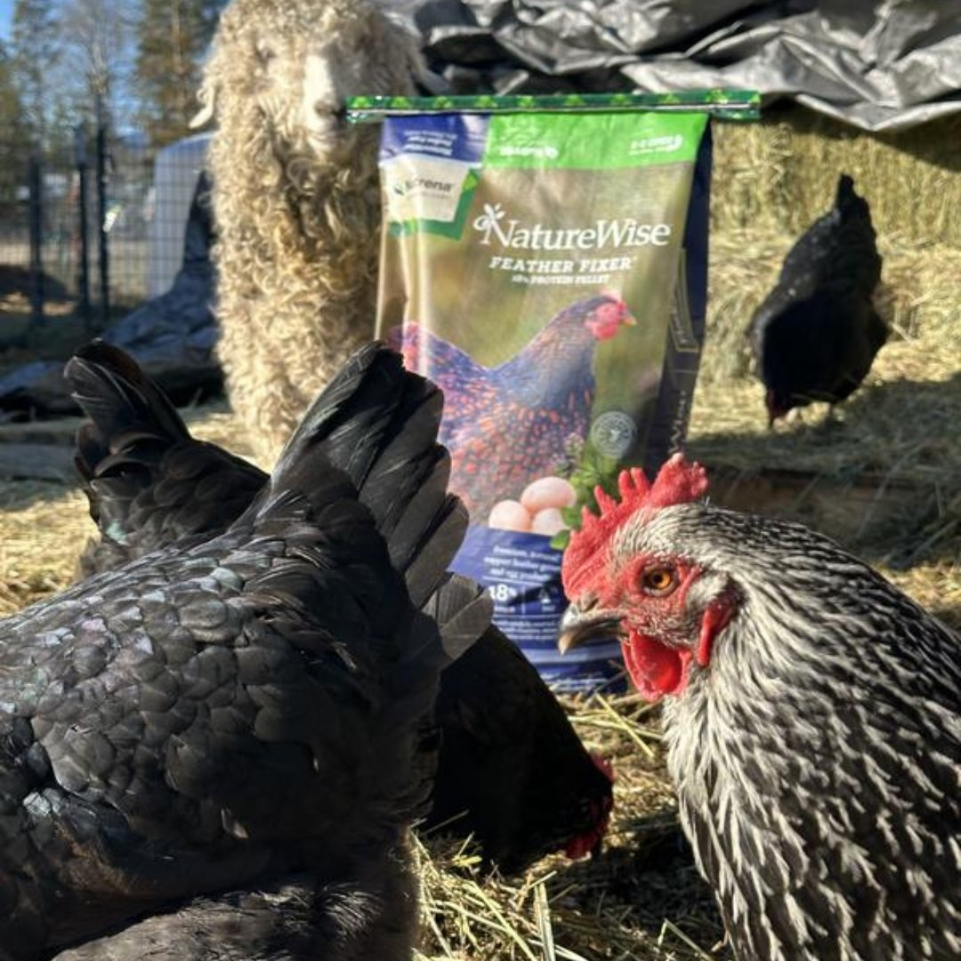 Chickens surrounding bag of Nutrena NatureWise Feather Fixer in background