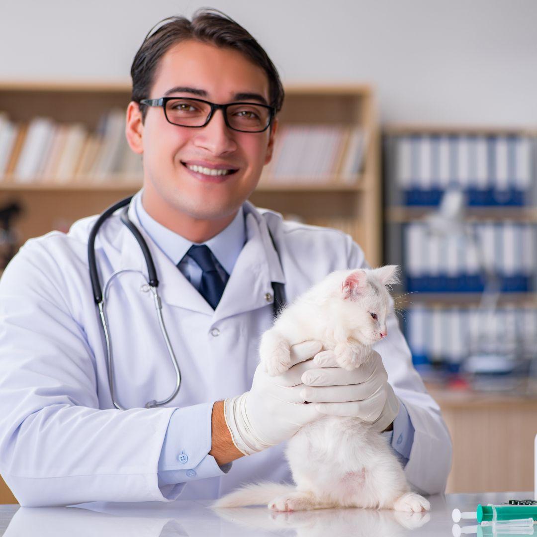 vet holding chubby white cat