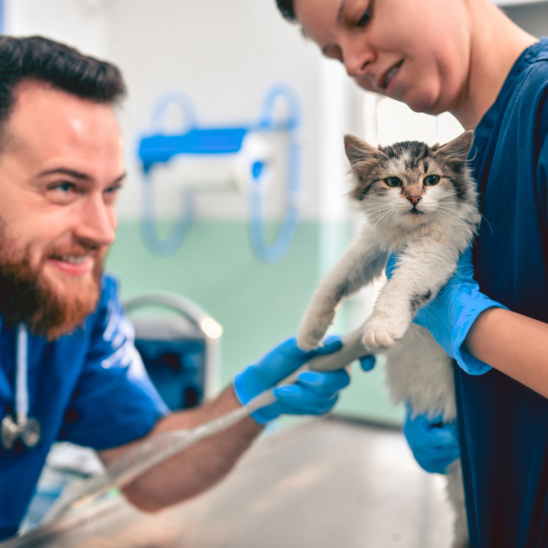 Two vet techs holding adorable fluffy kitten