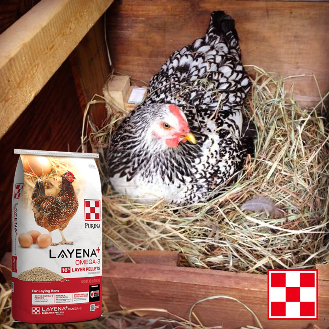 Hen pictured next to bag of purina layena omega-3 
