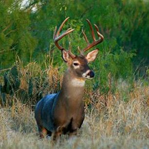 Photo of a buck in a field