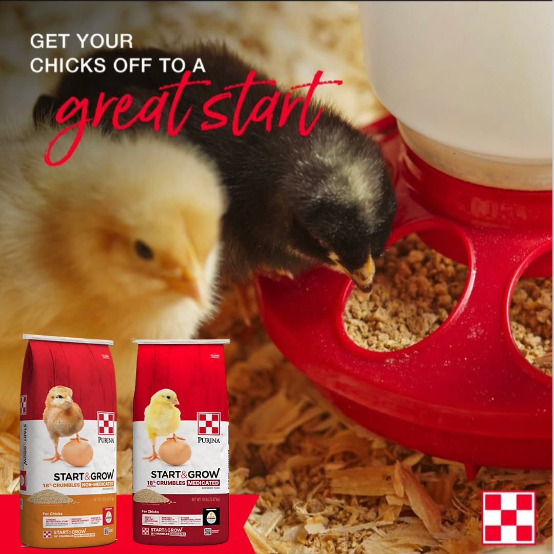 photo of chicks with product bags