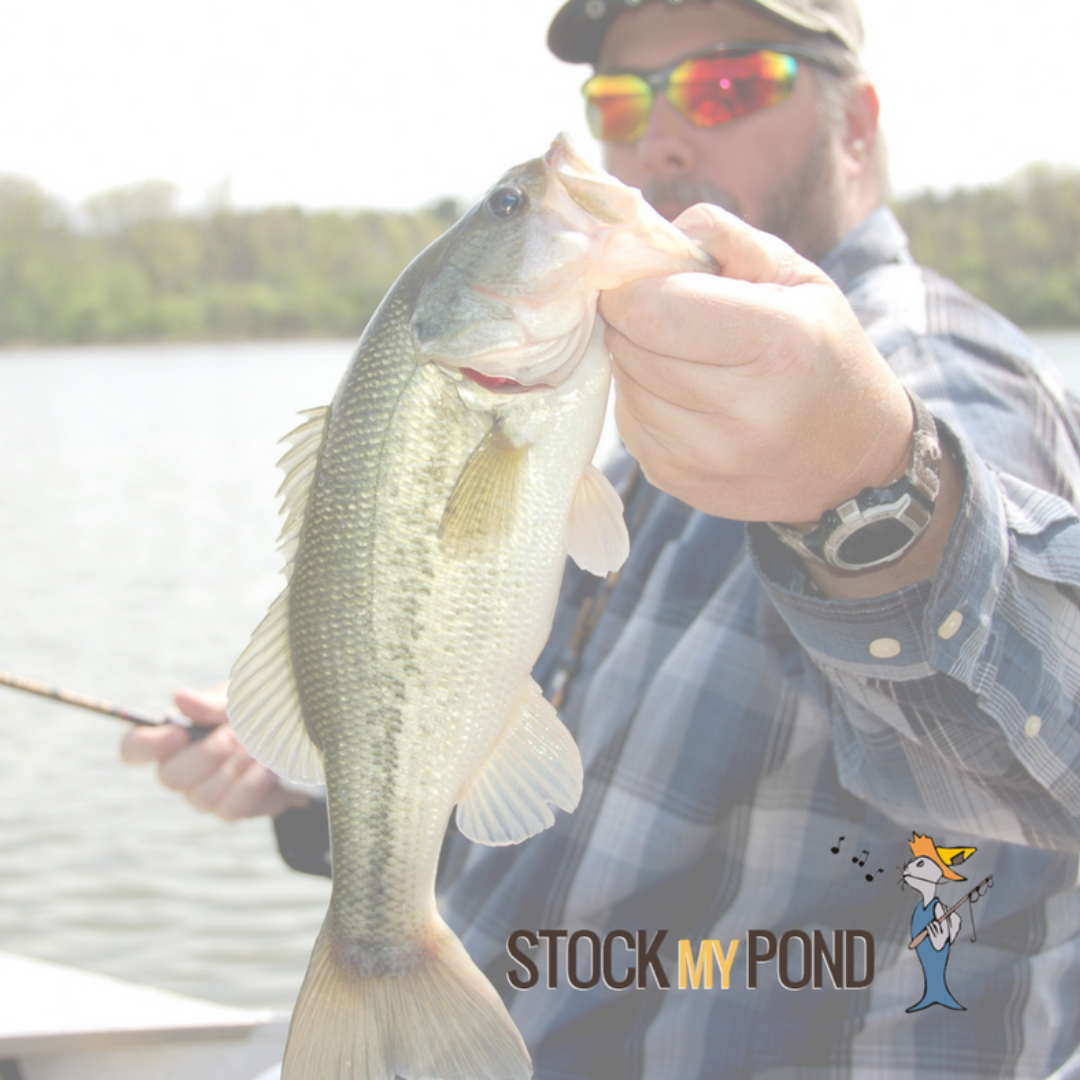 man holdinh bass with stock my pond logo