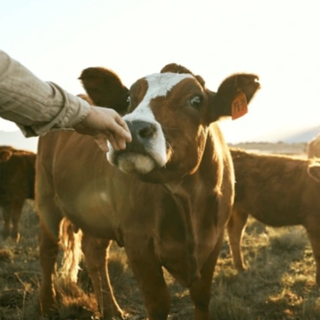 photo of cow with hand next to it