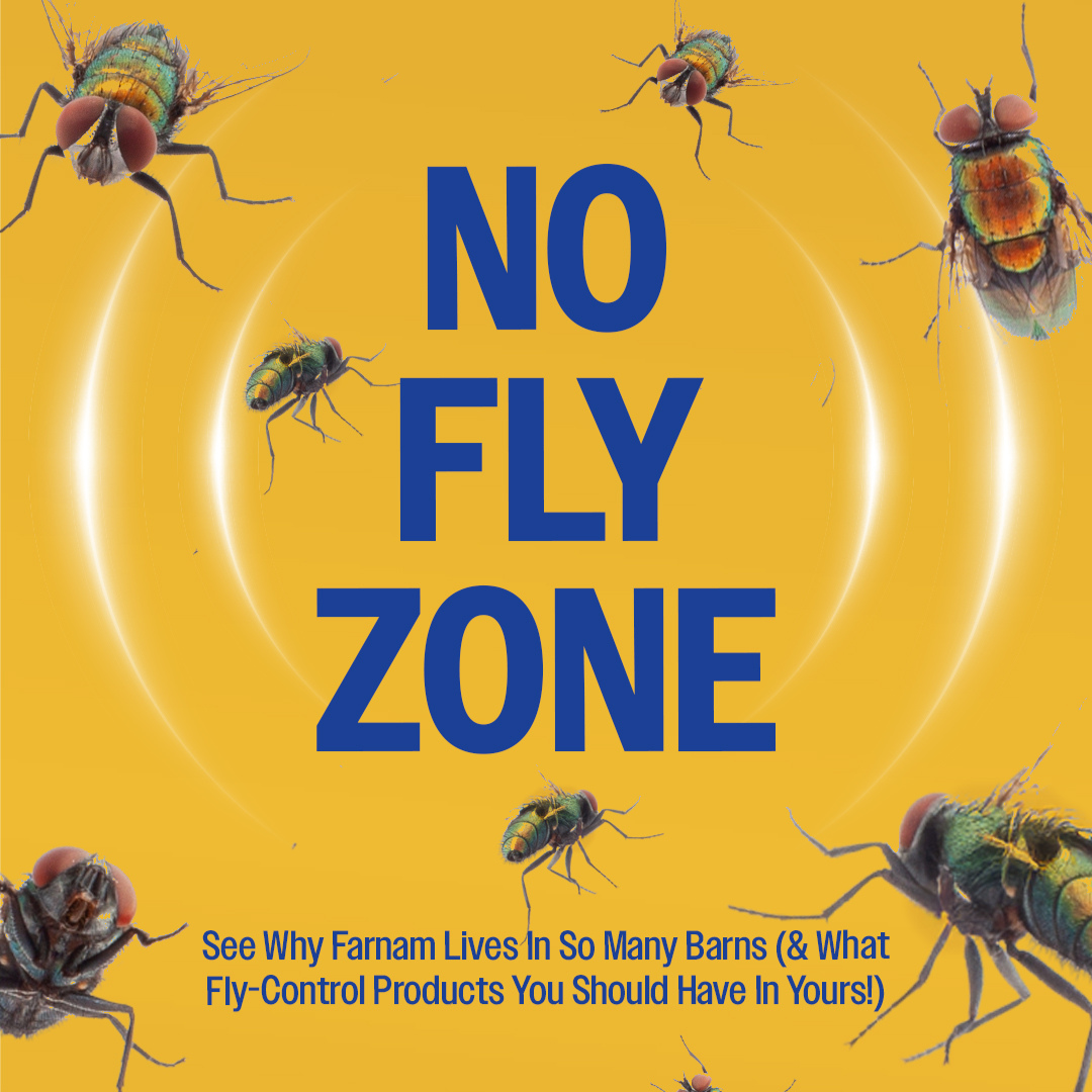 yellow graphic that says no fly zone