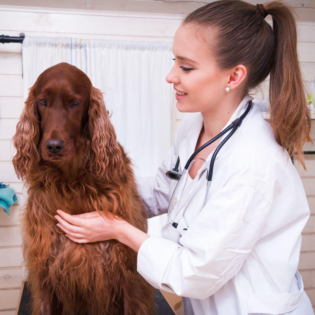 vet holding fluffy red dog