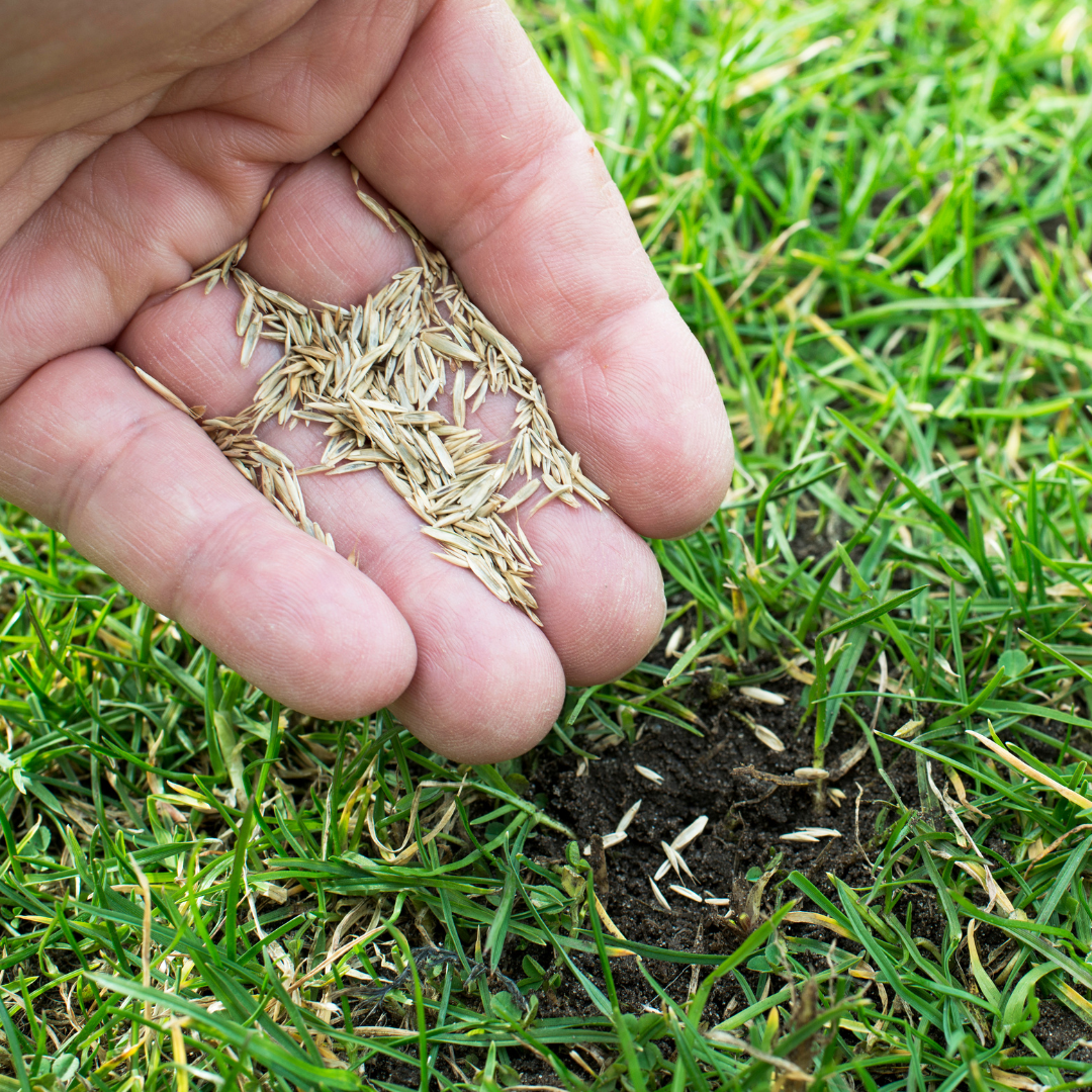 Hand holding grass seed up close.