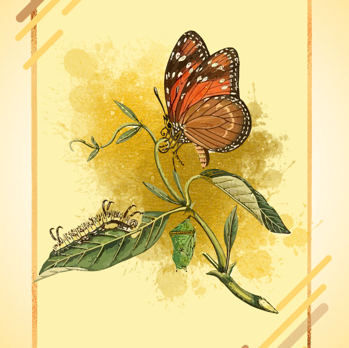 A monarch butterfly through all its life stages on leaf with a gold and yellow background.