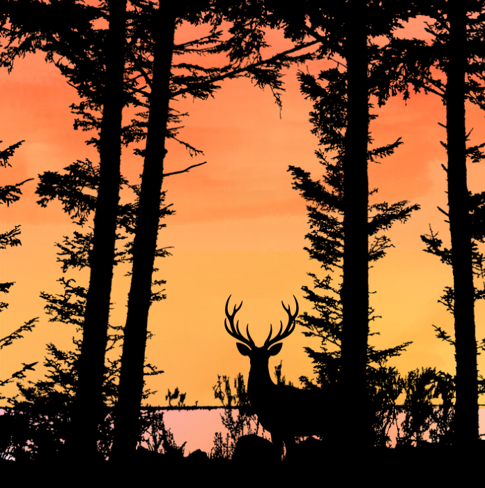 Woods and buck in silhouette against an orange and pink sunset.