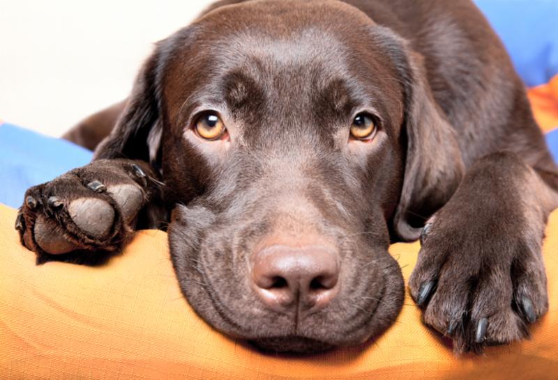 chocolate_lab_face.jpg