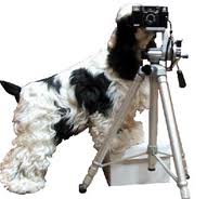 camera dog