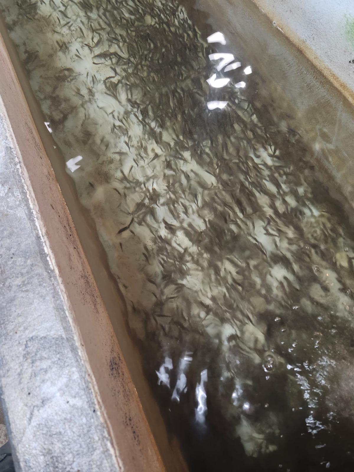 fin clipping day at the hatchery2025