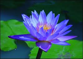 blue lotus flower