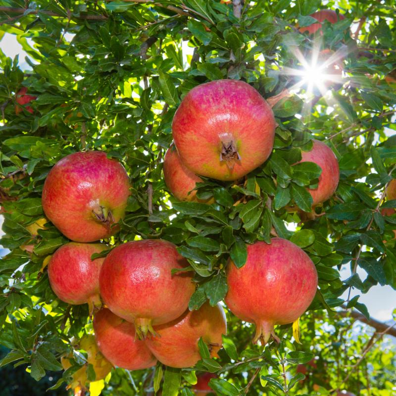 20 Fruit Trees. All Sizes. Time to Plant.