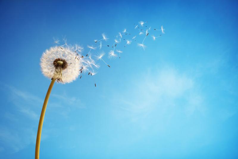 dandelion_seeds_blowing.jpg