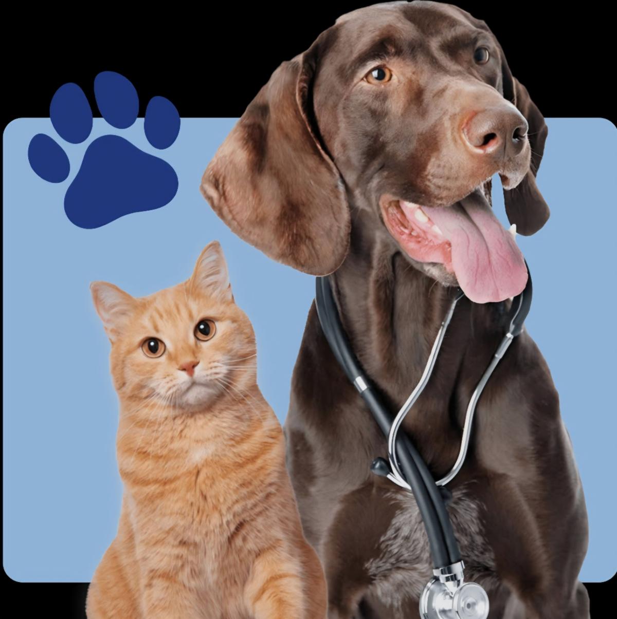 Illustration for an animal clinic featuring an orange tabby cat and a chocolate Labrador wearing a stethoscope, set against a light blue background with a navy paw print icon.