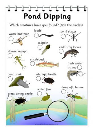 "Pond Dipping" guide showing images of creatures to be found in the lake
