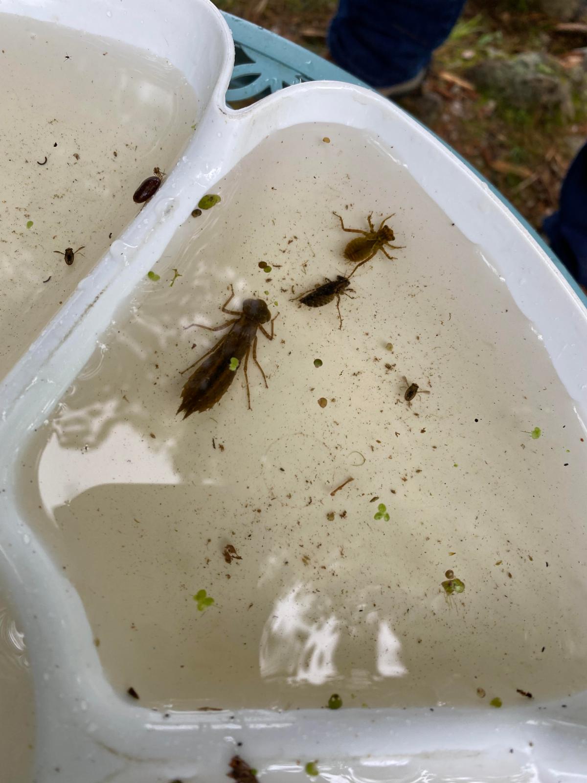 Bugs in water in a collection tray.