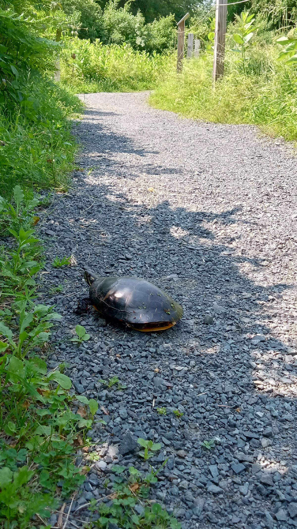 A turtle on the gravel of the trail.