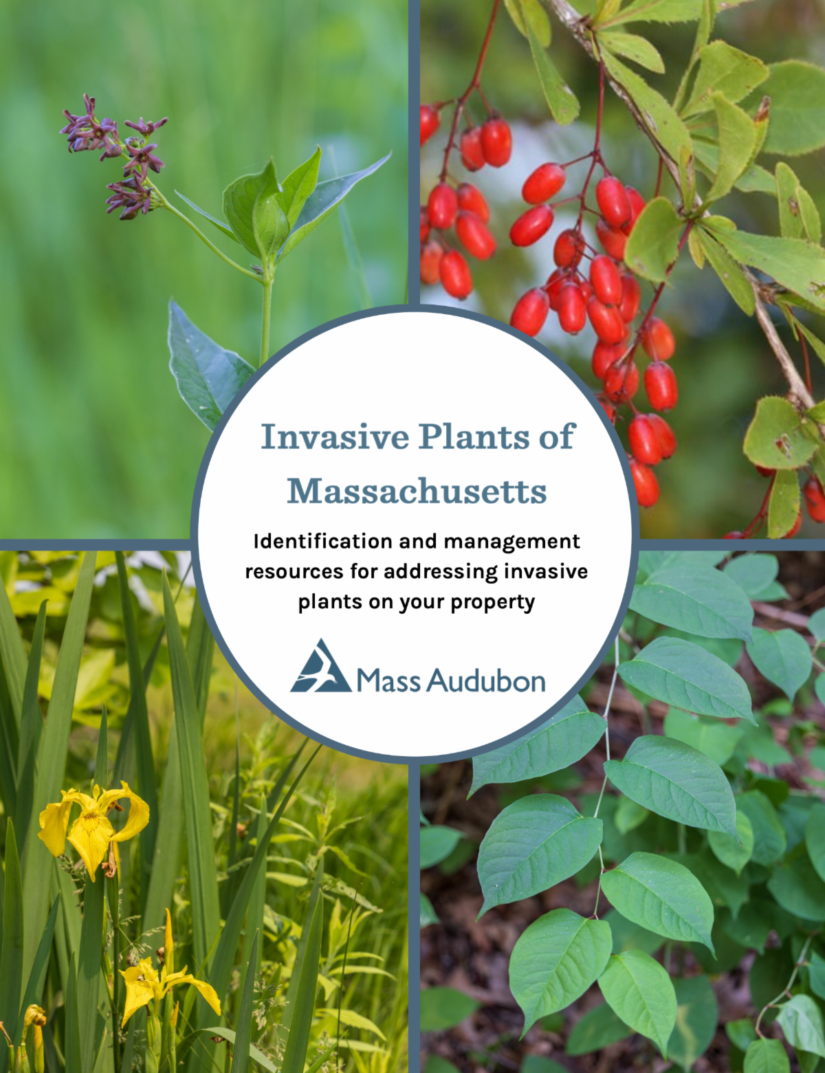 Cover of Mass Audubon's 'Invasive Plants of Massachusetts' identification and management guide, featuring four photos of invasive plant species found in Massachusetts.