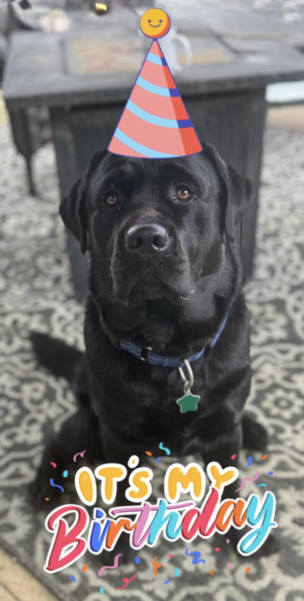 Comfort Dog Oliver picture with birthday hat on.